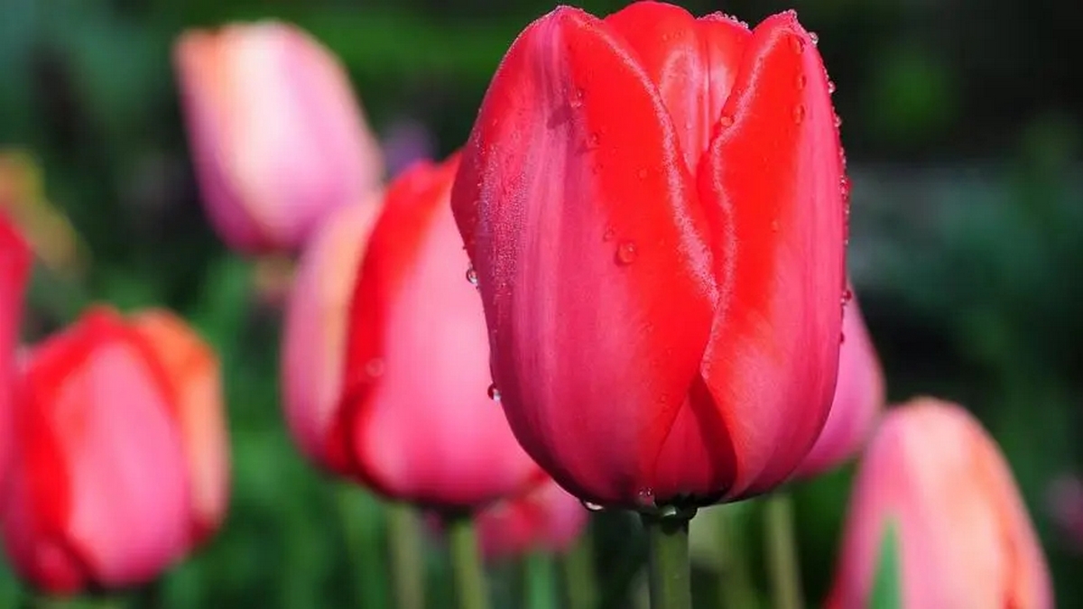 anh-hoa-tulip-2