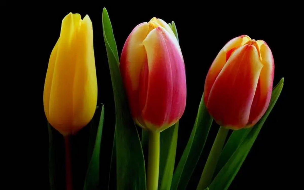 anh-hoa-tulip-8