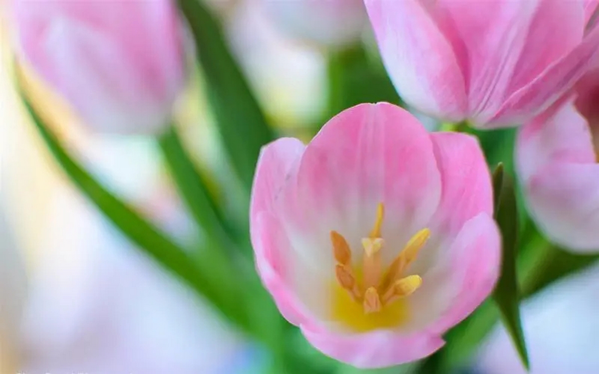 anh-hoa-tulip-hong-7