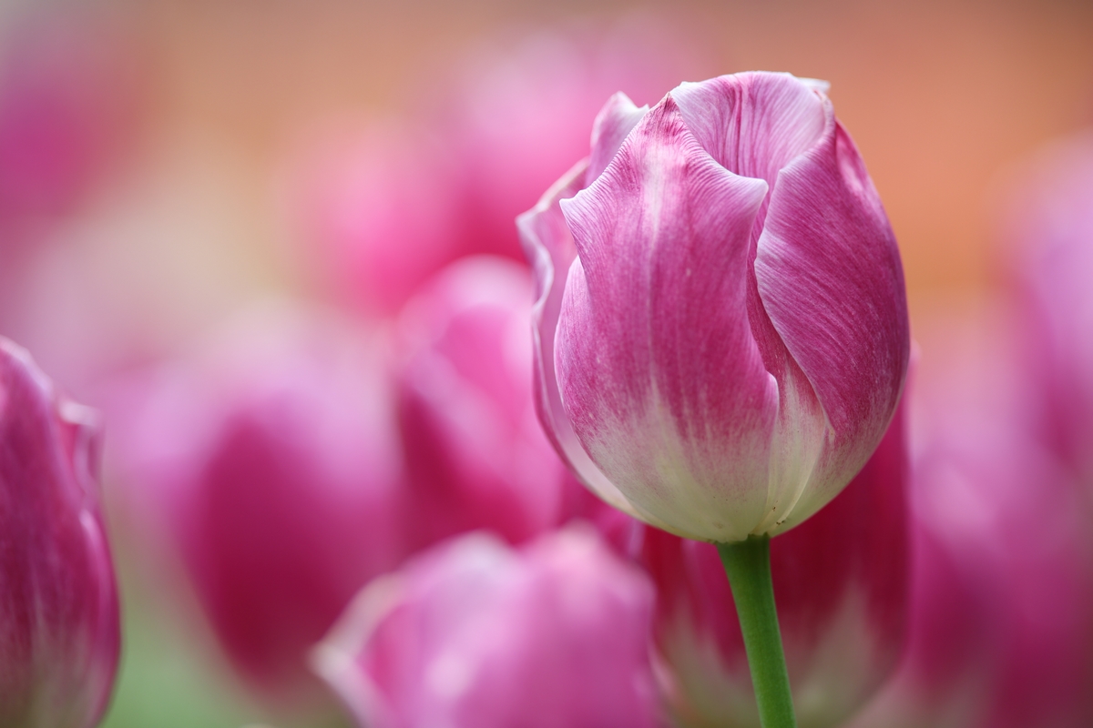 anh-hoa-tulip-hong-8