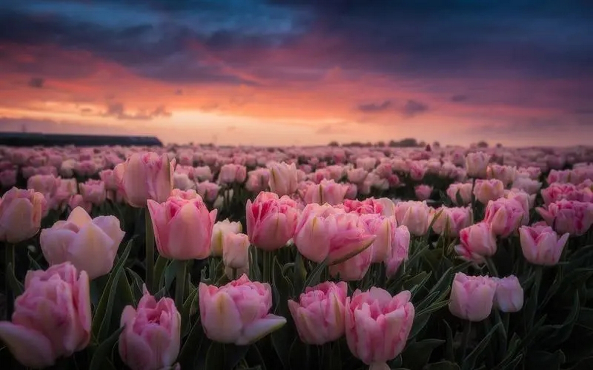 anh-hoa-tulip-hong-1