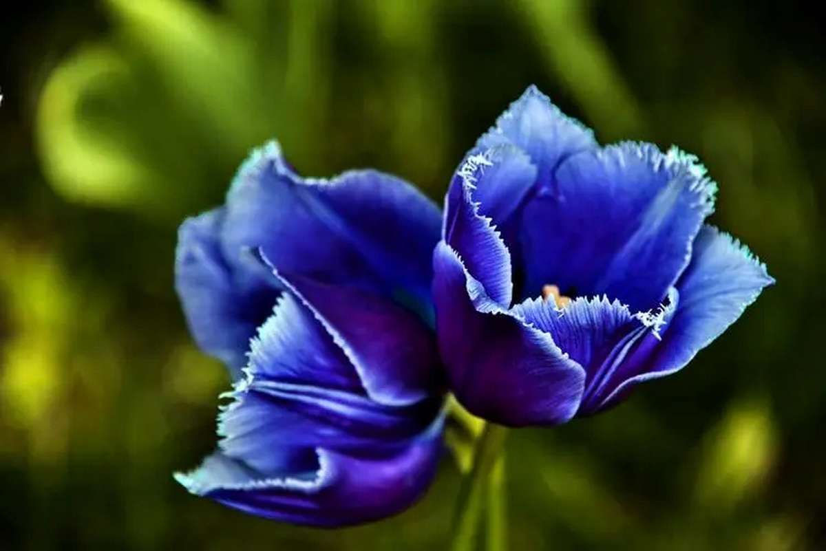 anh-hoa-tulip-xanh-duong-3