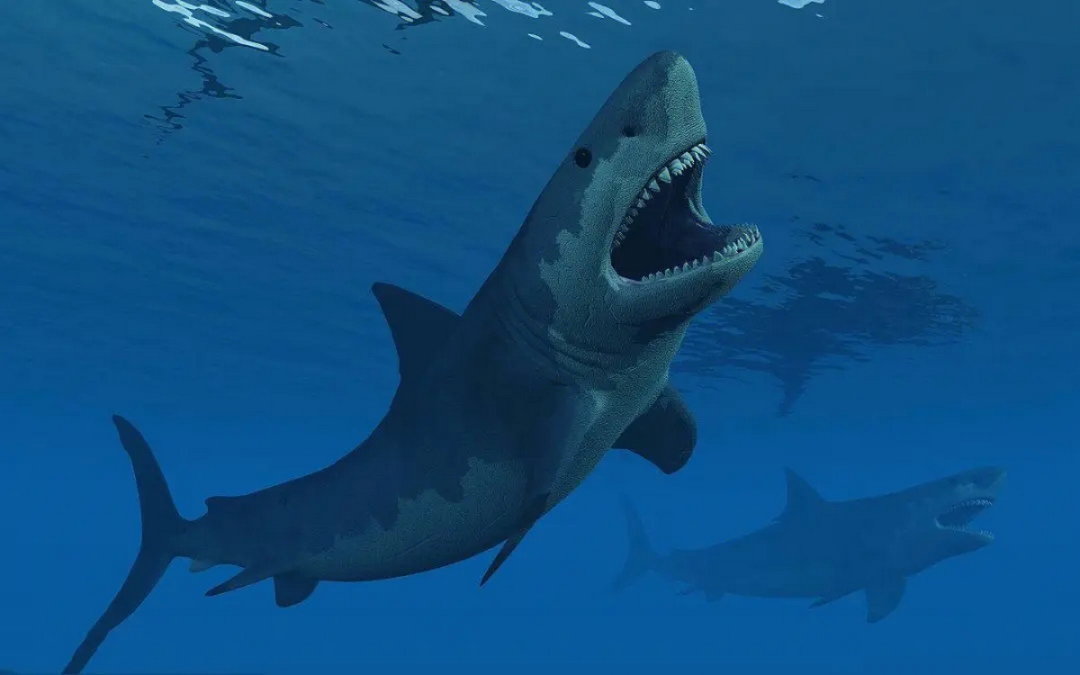 hinh-anh-ca-map-megalodon-4