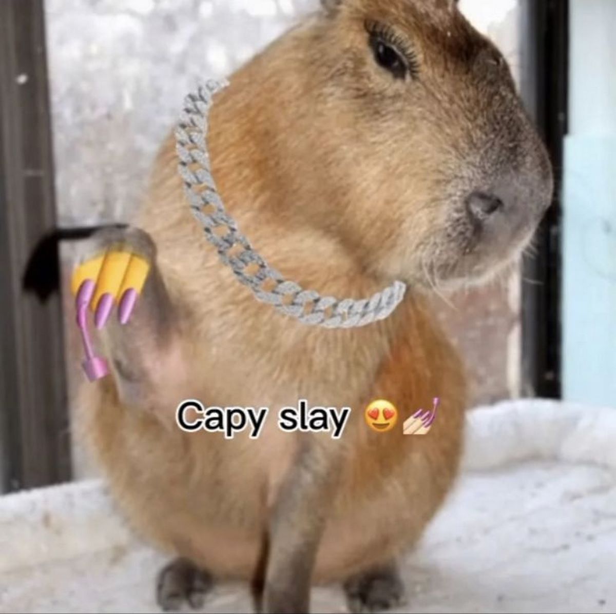 anh-capybara-meme-10