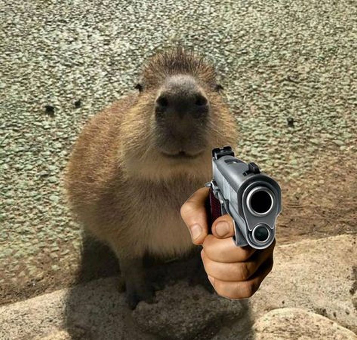 anh-capybara-meme-12