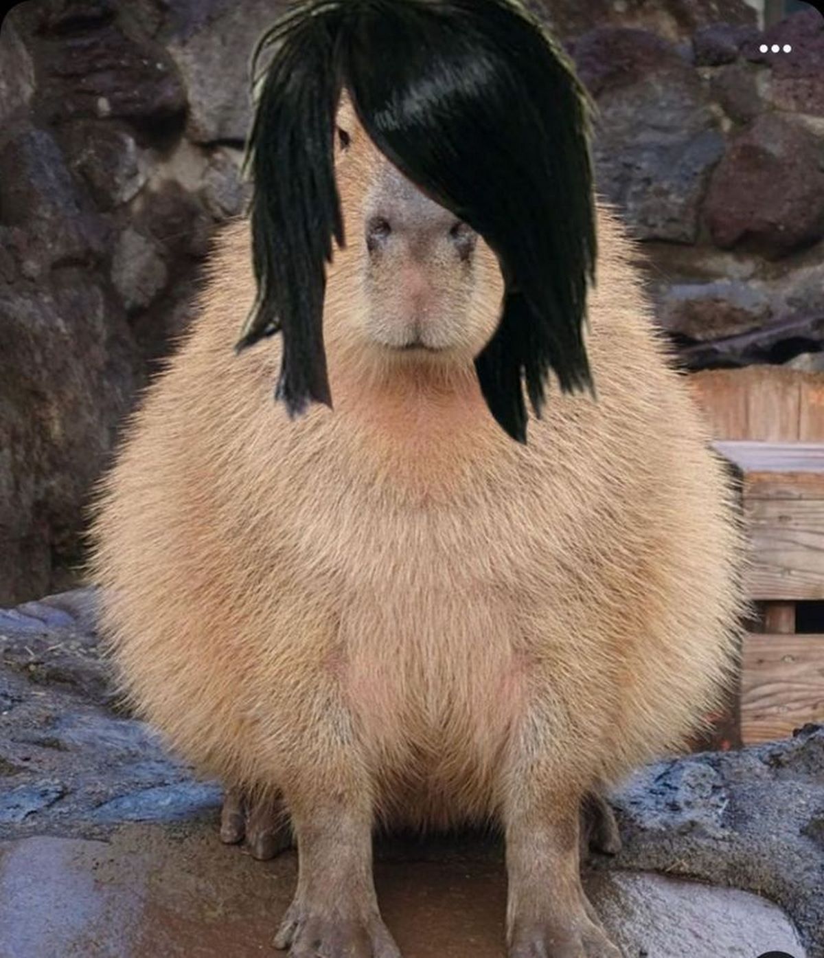 anh-capybara-meme-13