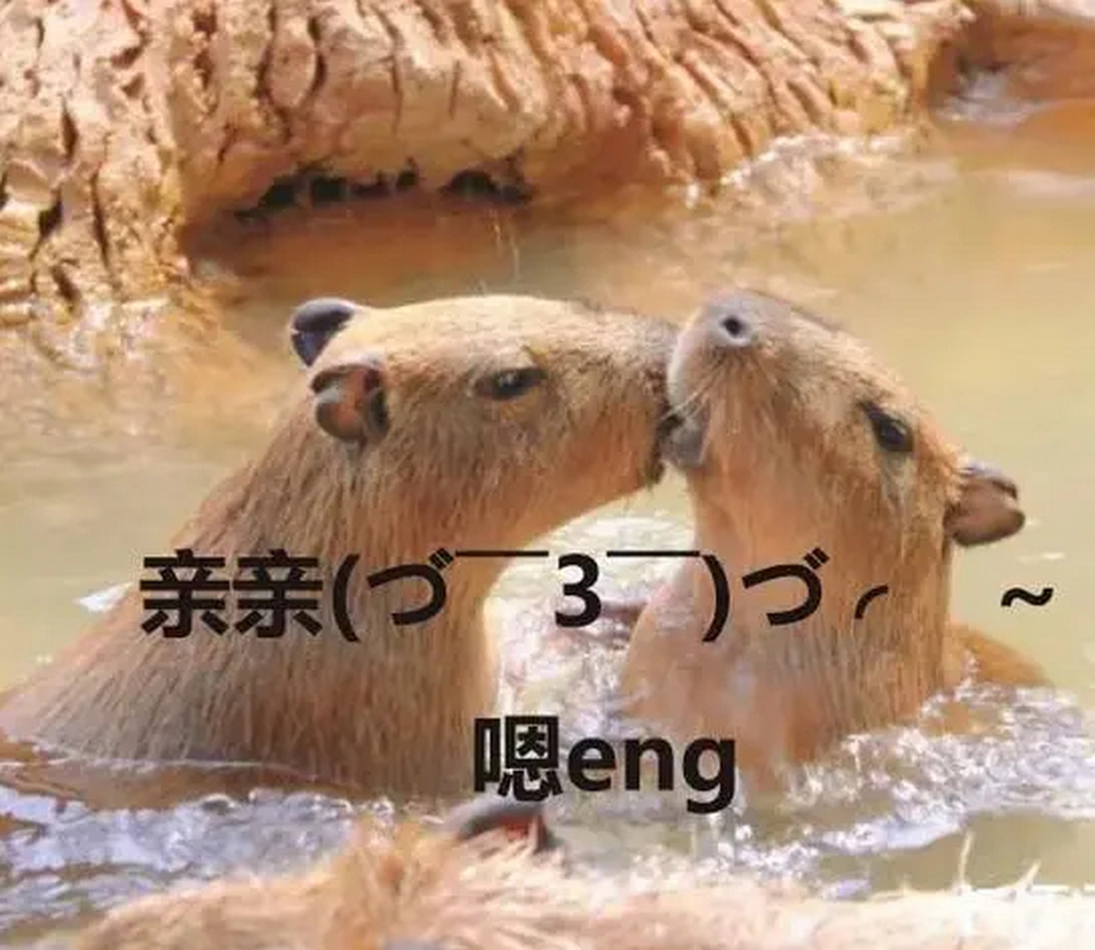 anh-capybara-meme-5