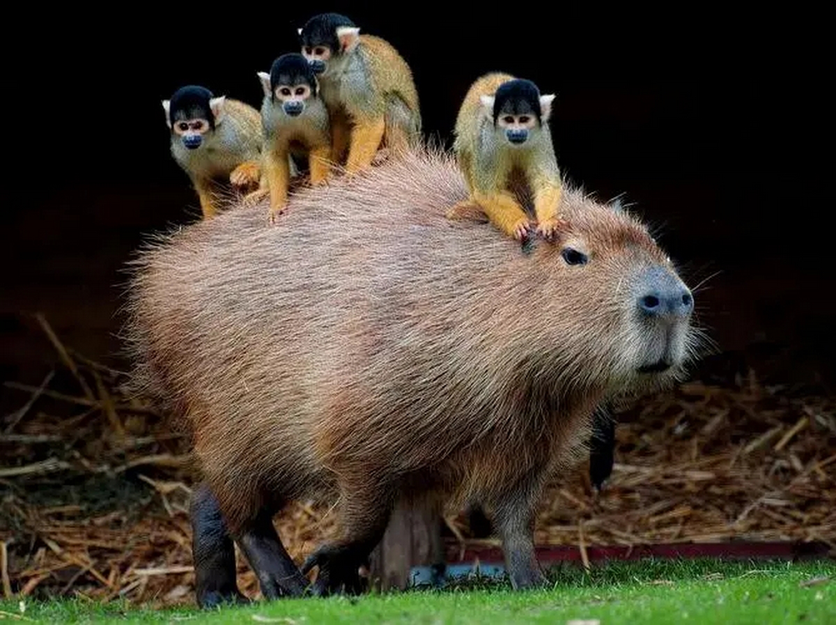 anh-capybara-meme-14