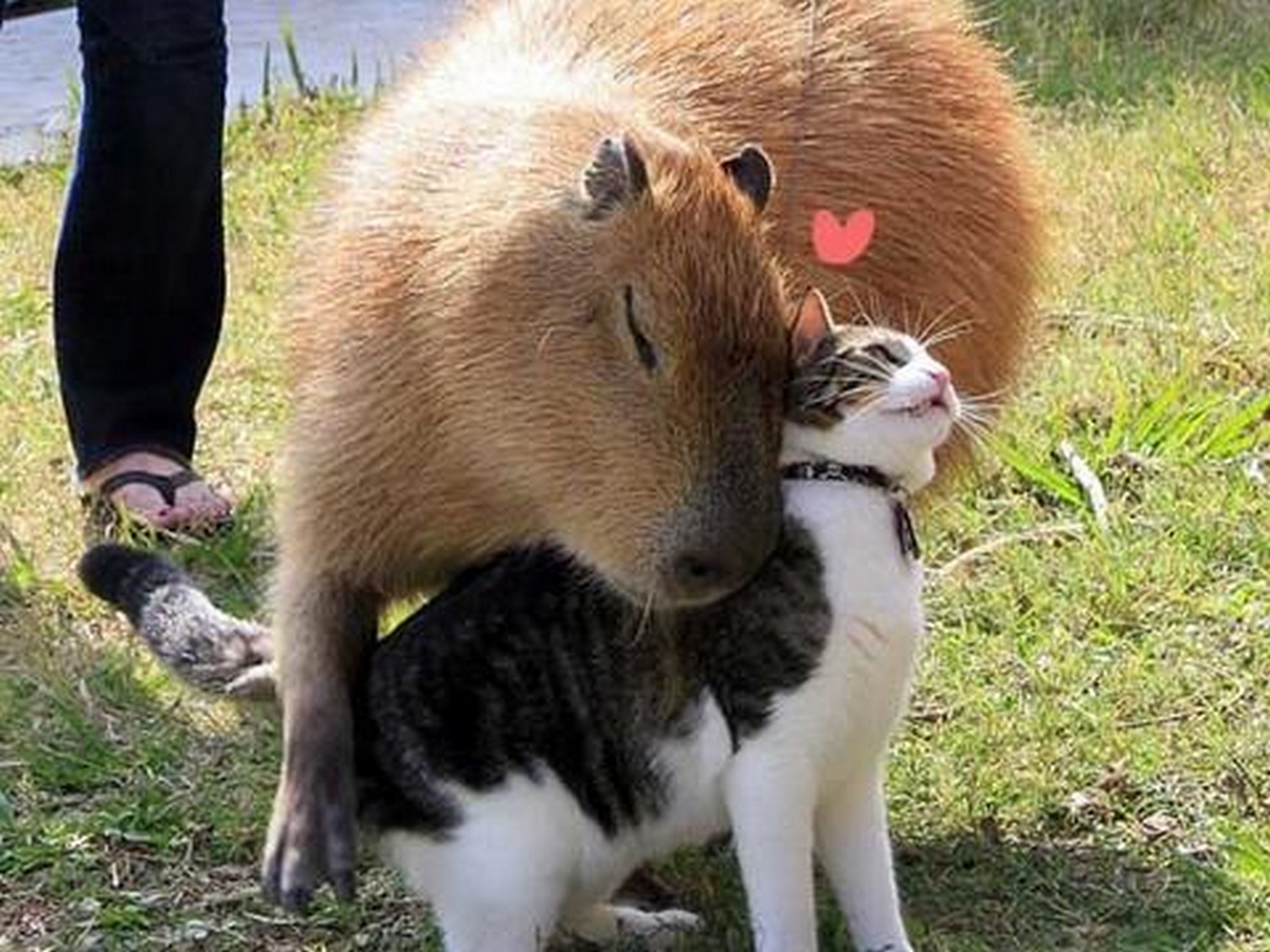 anh-capybara-meme-6