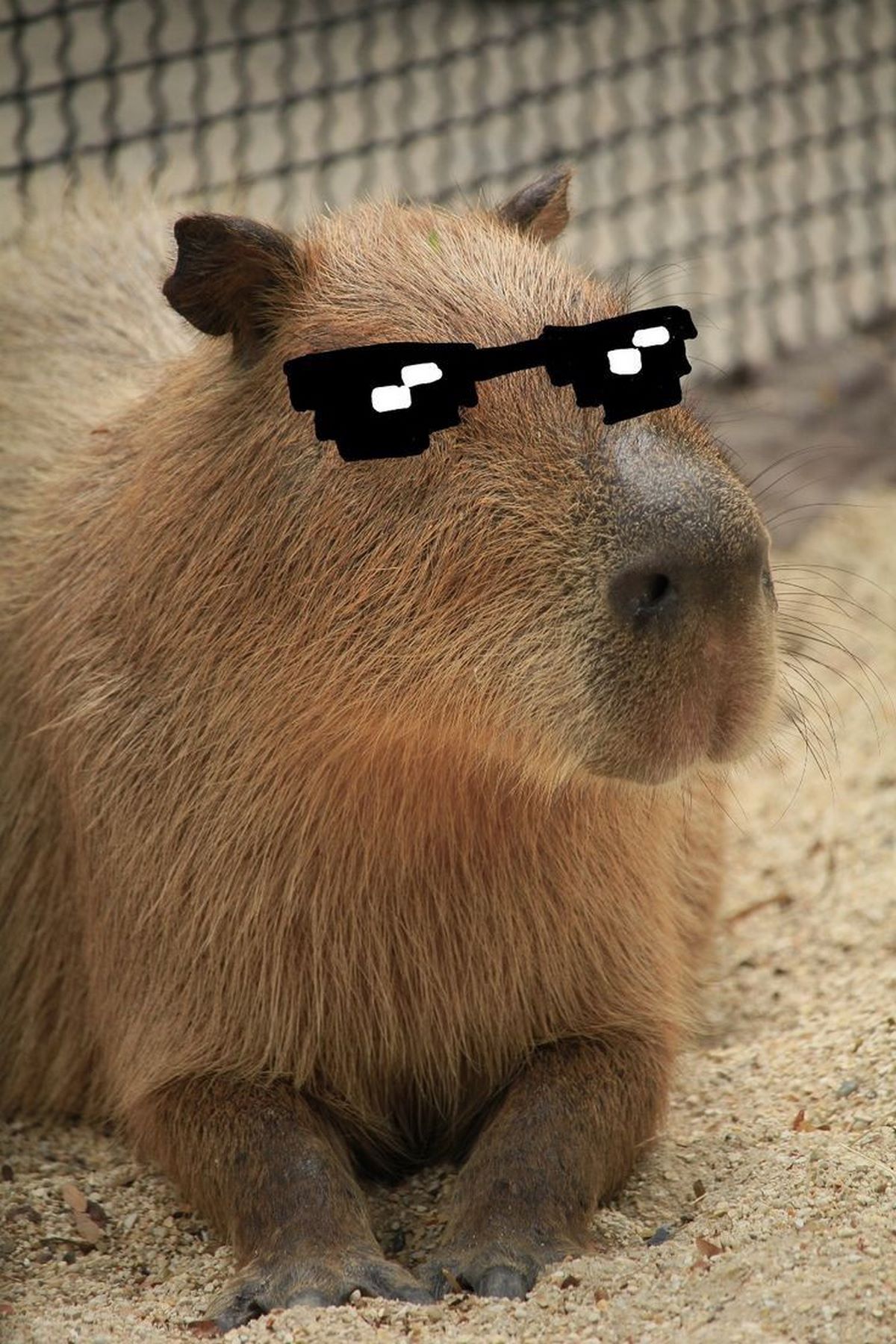 anh-capybara-meme-8