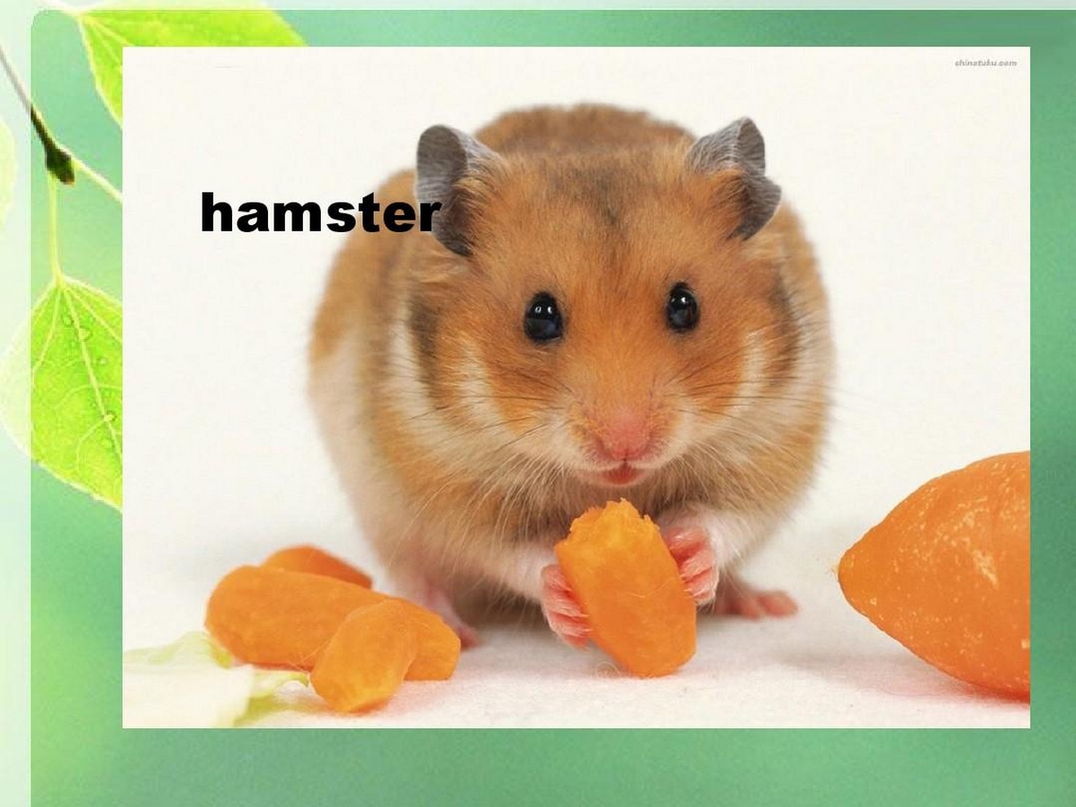 anh-hamster-meme-2