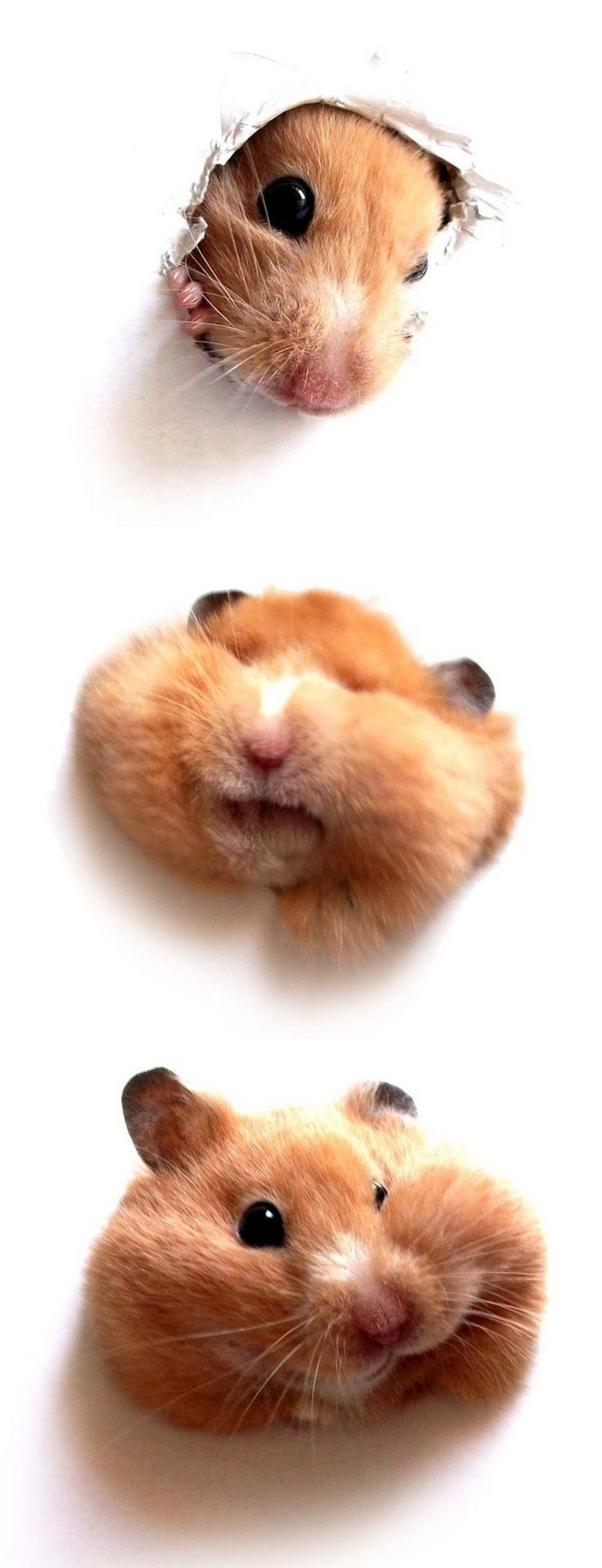 anh-hamster-meme-4